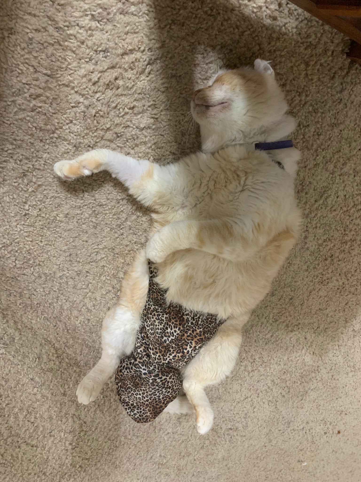 Baby leopard print Diapurr cat diaper by Crazy K Farm Pet and Poultry, one size fits most feline cats.