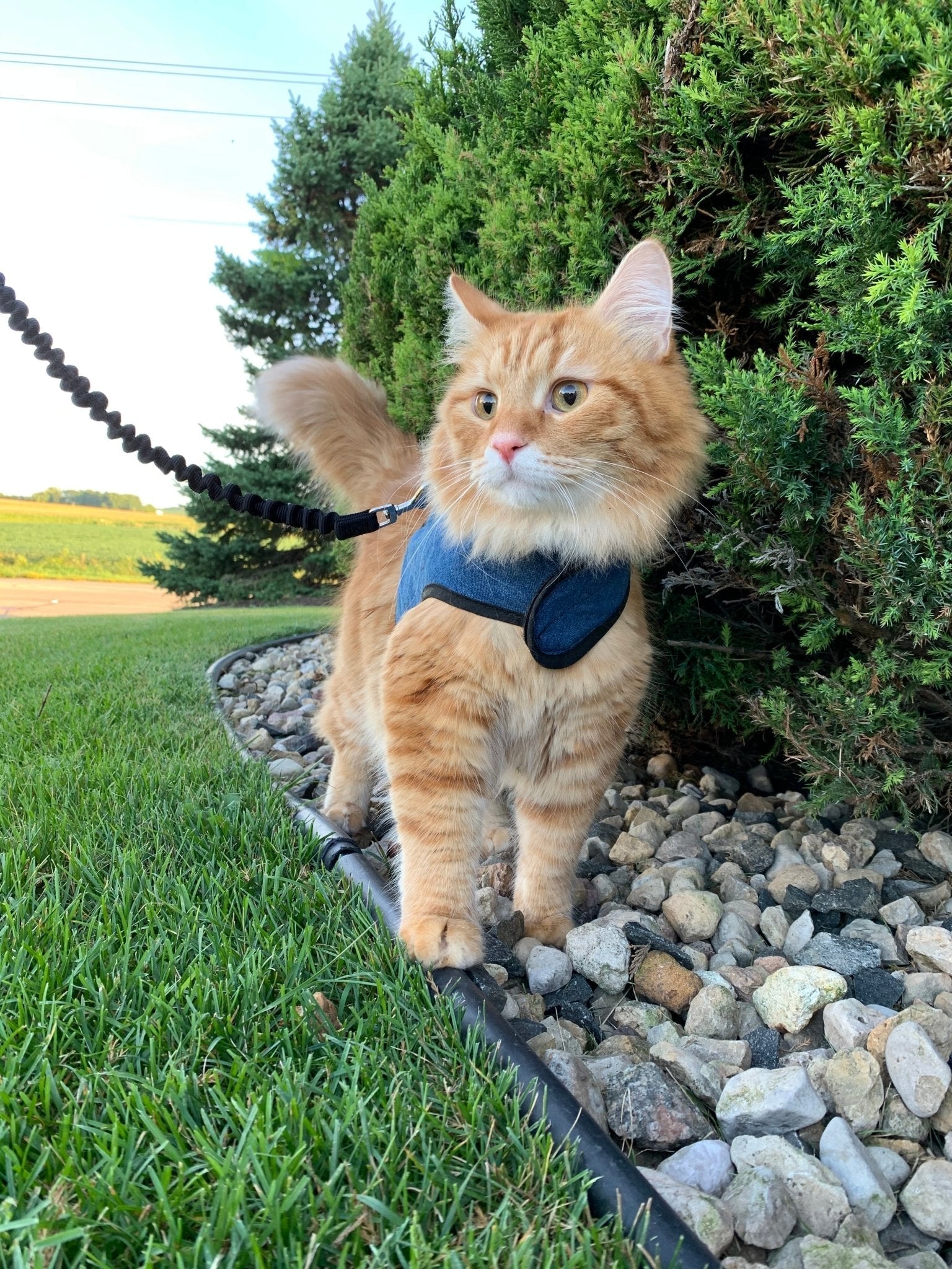 Denim blue Kitty Holster cat harness by Crazy K Farm Pet and Poultry, made in USA, small size, adjustable for cats.