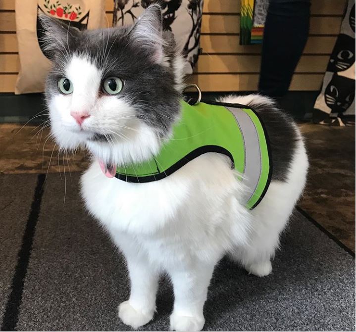 Sunshine yellow Kitty Holster cat harness by Crazy K Farm Pet and Poultry, made in USA, with reflective safety features for small cats.