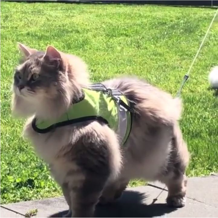 Yellow XS Kitty Holster cat harness by Crazy K Farm Pet and Poultry, made in USA, with reflective safety features and adjustable fit.