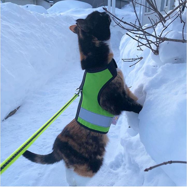 Sunshine yellow Kitty Holster cat harness by Crazy K Farm Pet and Poultry, made in USA, with reflective safety features.