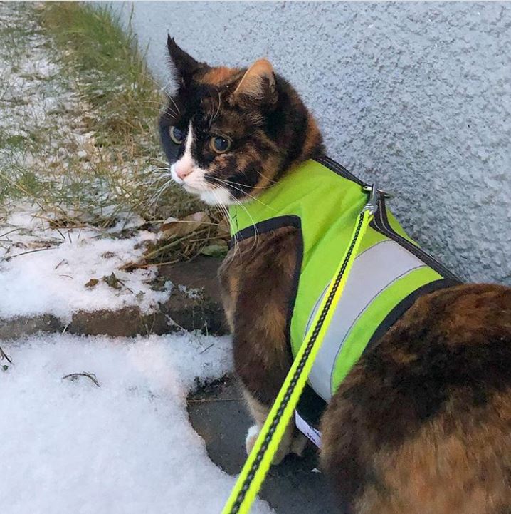 Sunshine yellow Crazy K Farm Pet and Poultry Kitty Holster cat harness with reflective safety features, made in the USA.