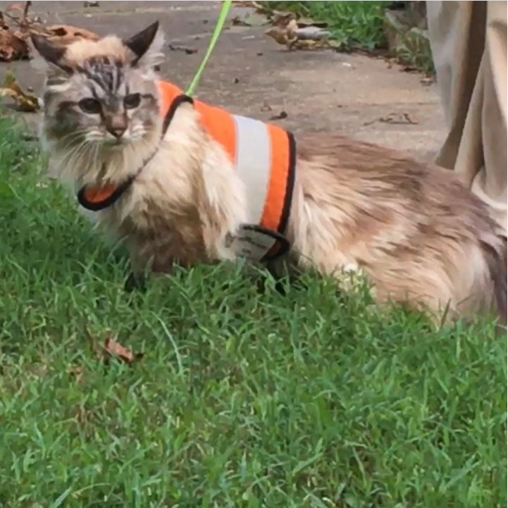 Sunshine yellow Crazy K Farm Pet and Poultry Kitty Holster cat harness with reflective safety features, made in the USA, small size.