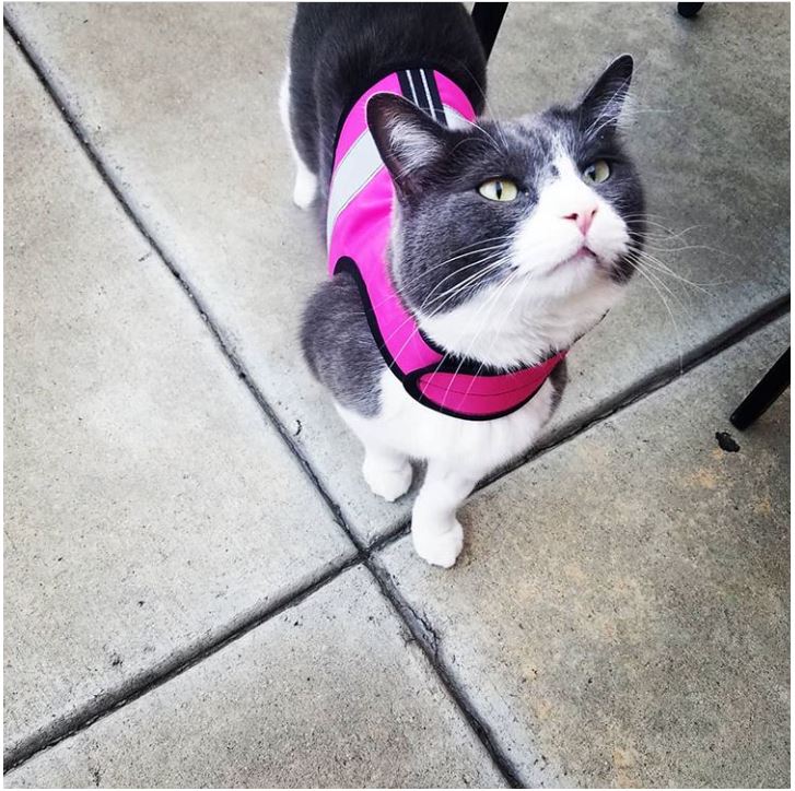 Sunshine yellow Kitty Holster cat harness by Crazy K Farm Pet and Poultry, made in the USA, with reflective safety features.