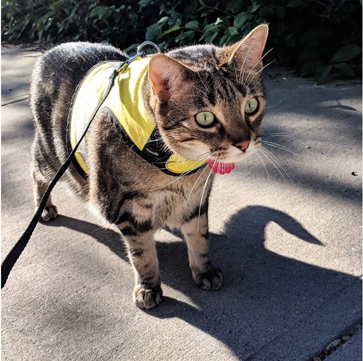 Sunshine yellow Crazy K Farm Pet and Poultry Kitty Holster cat harness with reflective safety features, made in the USA, size XS.