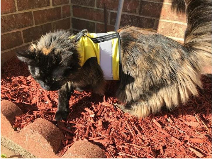 Yellow XS Crazy K Farm Pet and Poultry Kitty Holster cat harness with reflective safety features, made in the USA.