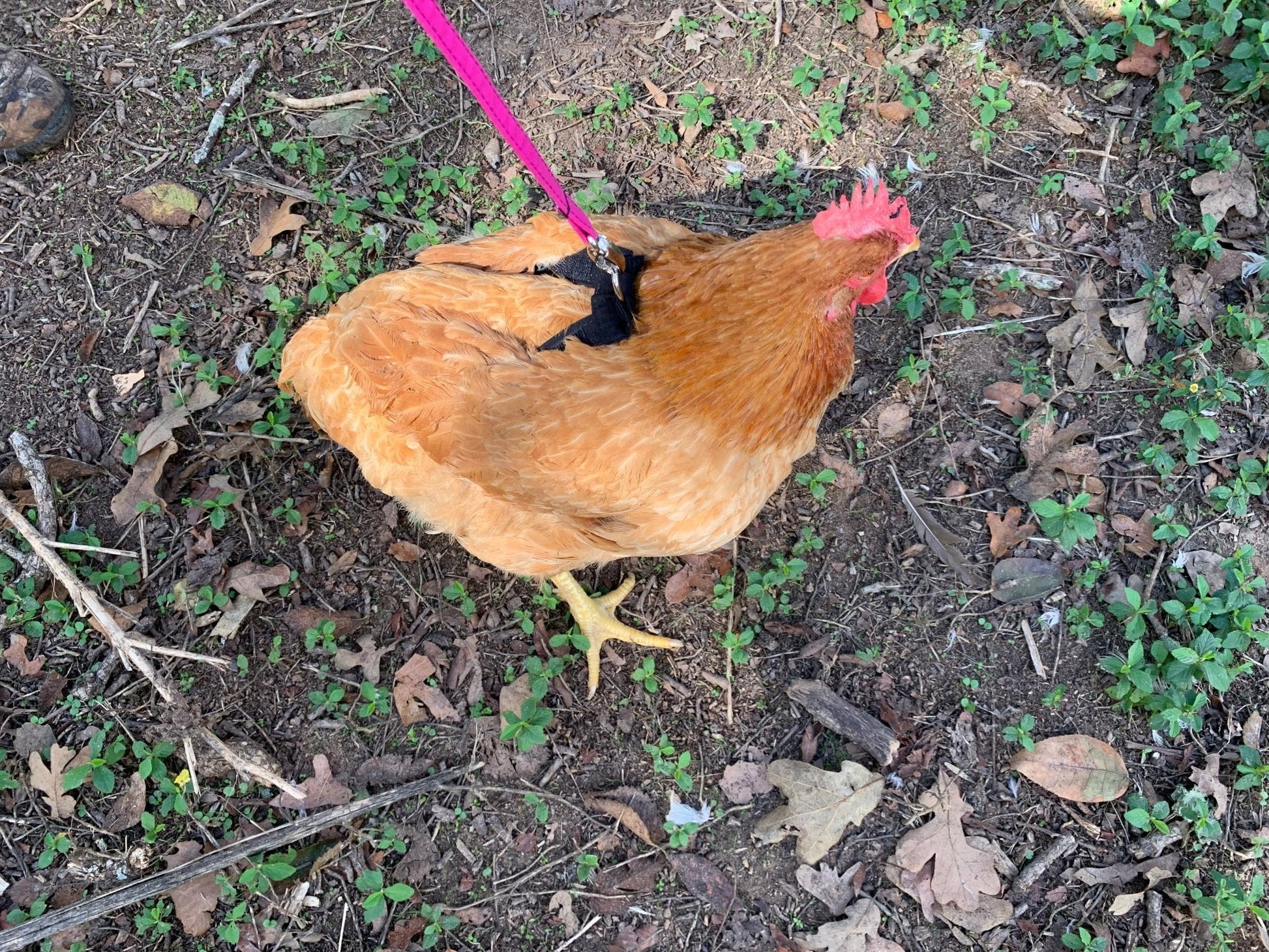 Red bandana Hen Saver chicken and duck harness by Crazy K Farm Pet and Poultry, adjustable one-size harness for poultry.