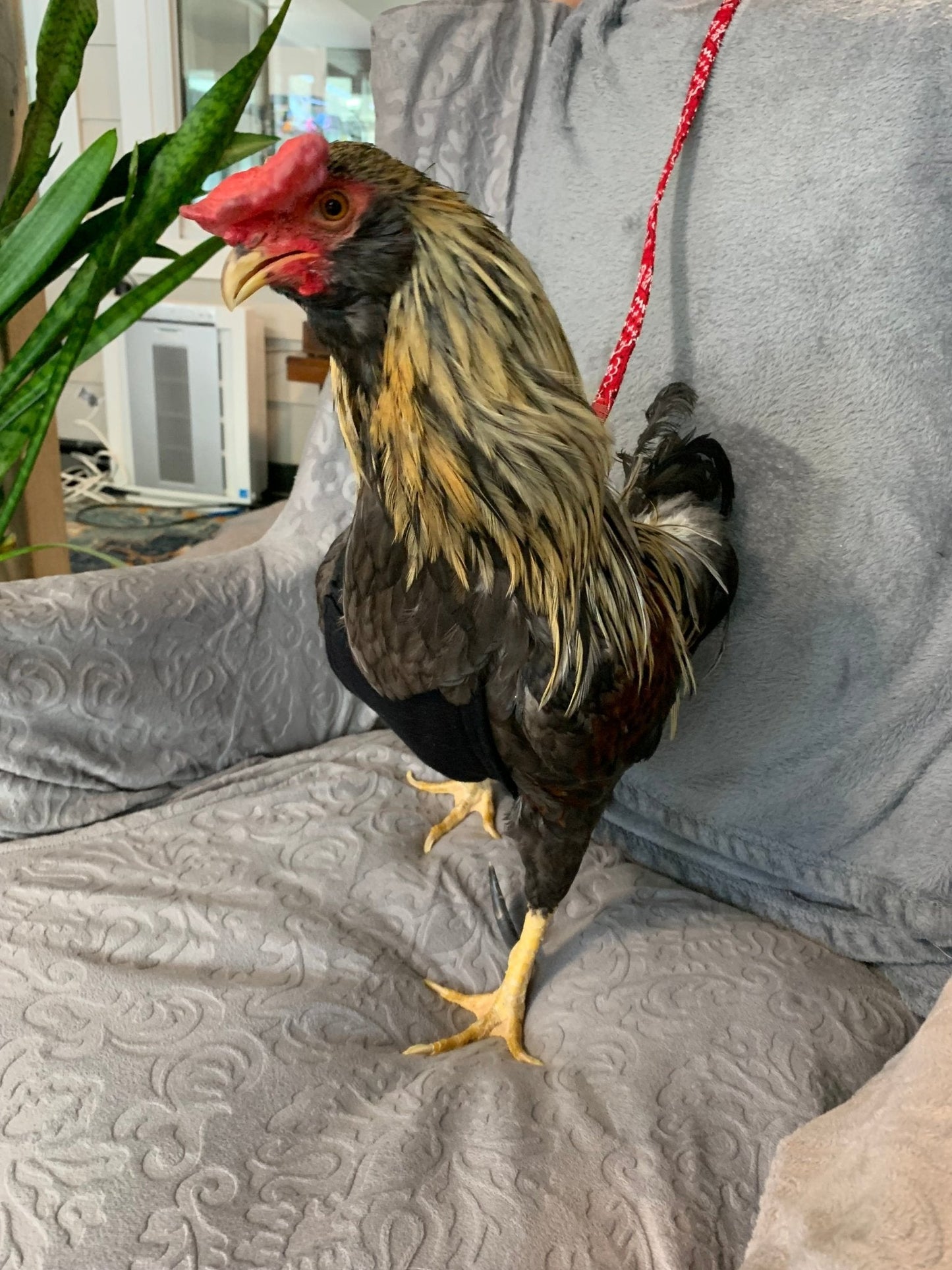 Red bandana chicken harness by Crazy K Farm Pet and Poultry, designed for chickens and ducks, without diaper, one size.