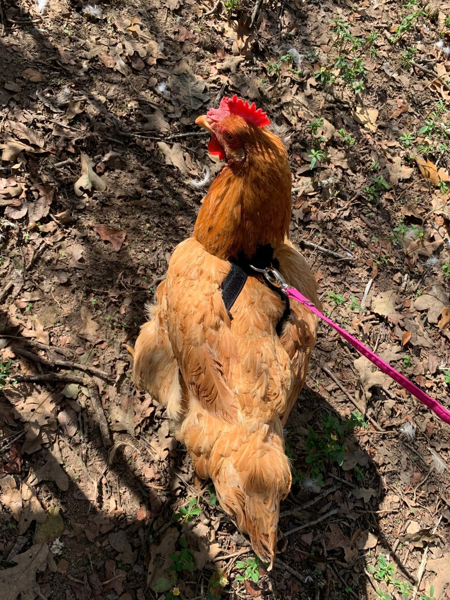 Red bandana chicken harness by Crazy K Farm Pet and Poultry, designed for chickens and ducks, with adjustable straps and secure fit.