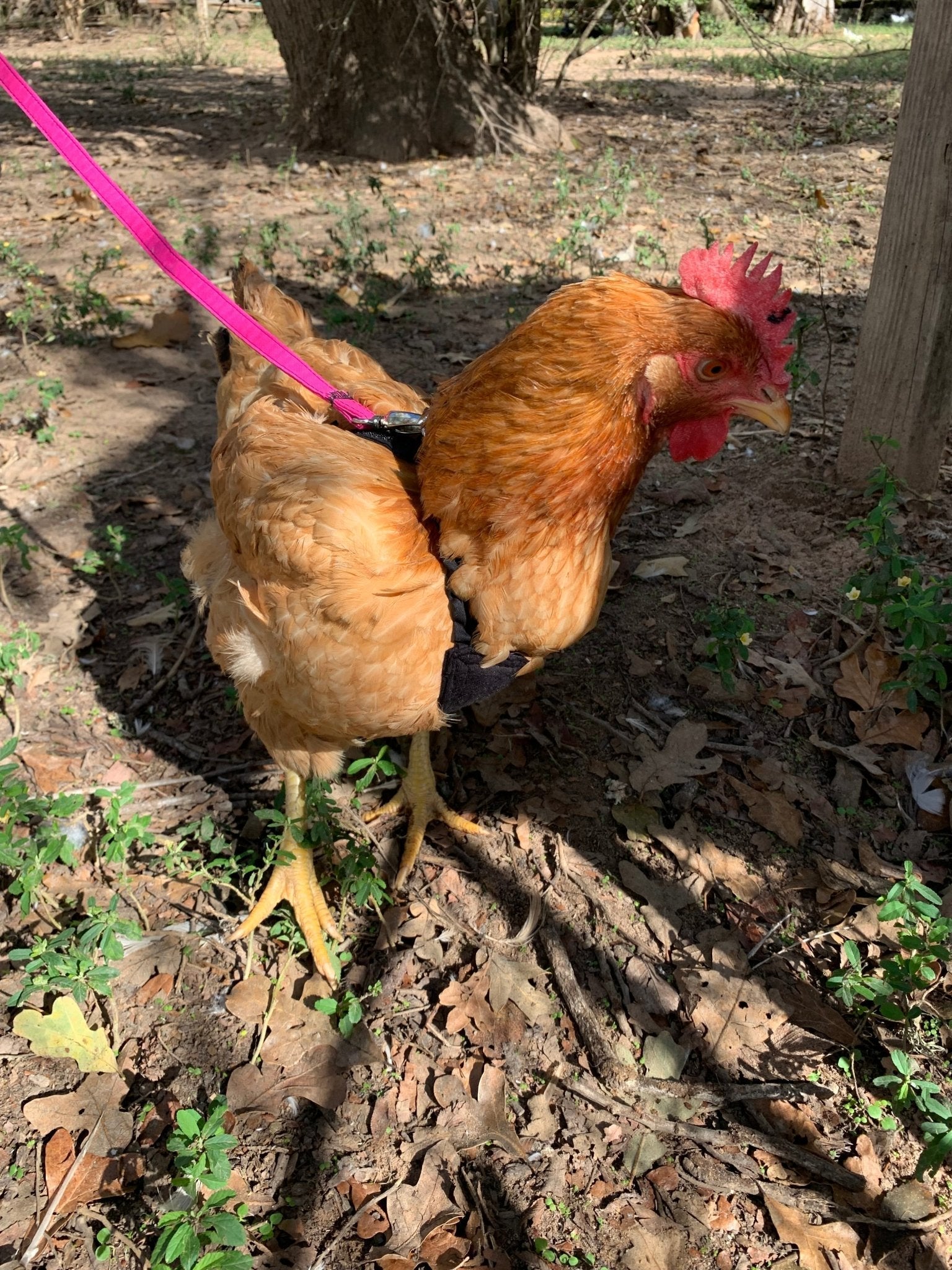 Red bandana chicken harness by Crazy K Farm Pet and Poultry, adjustable chicken and duck harness without diaper, suitable for small poultry.