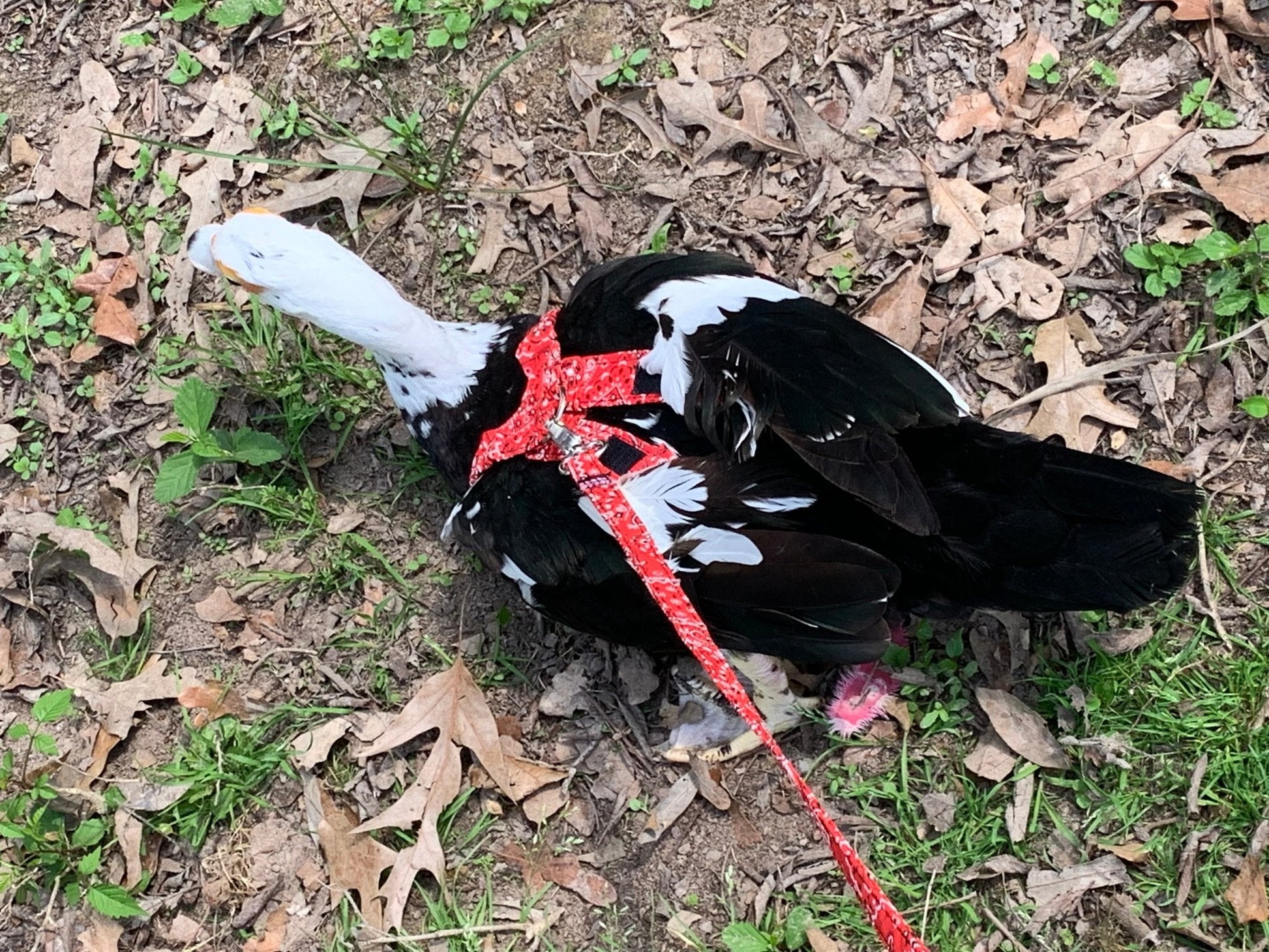 Red bandana chicken harness by Crazy K Farm Pet and Poultry, designed for chickens and ducks, without diaper, one size.