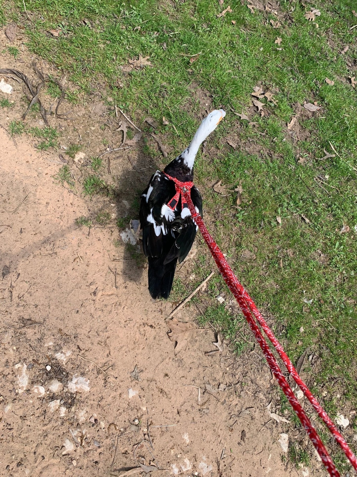 Red bandana chicken harness from Crazy K Farm Pet & Poultry, suitable for chickens and ducks, no diaper included.