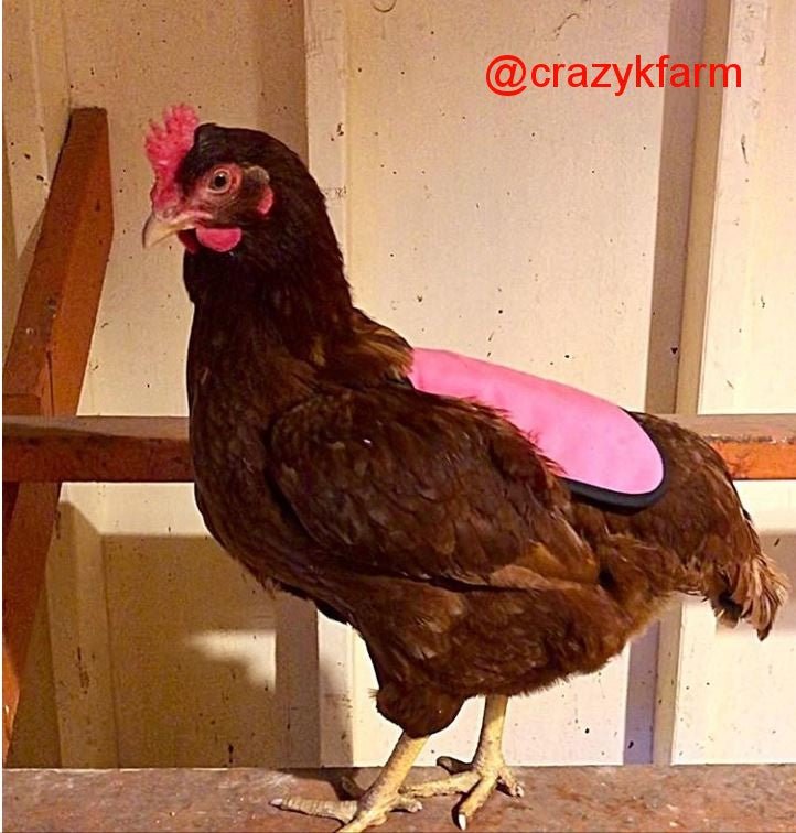 Navy small bantam hen saddle by Crazy K Farm Pet and Poultry, back-pack style chicken apron for hens made in the USA.