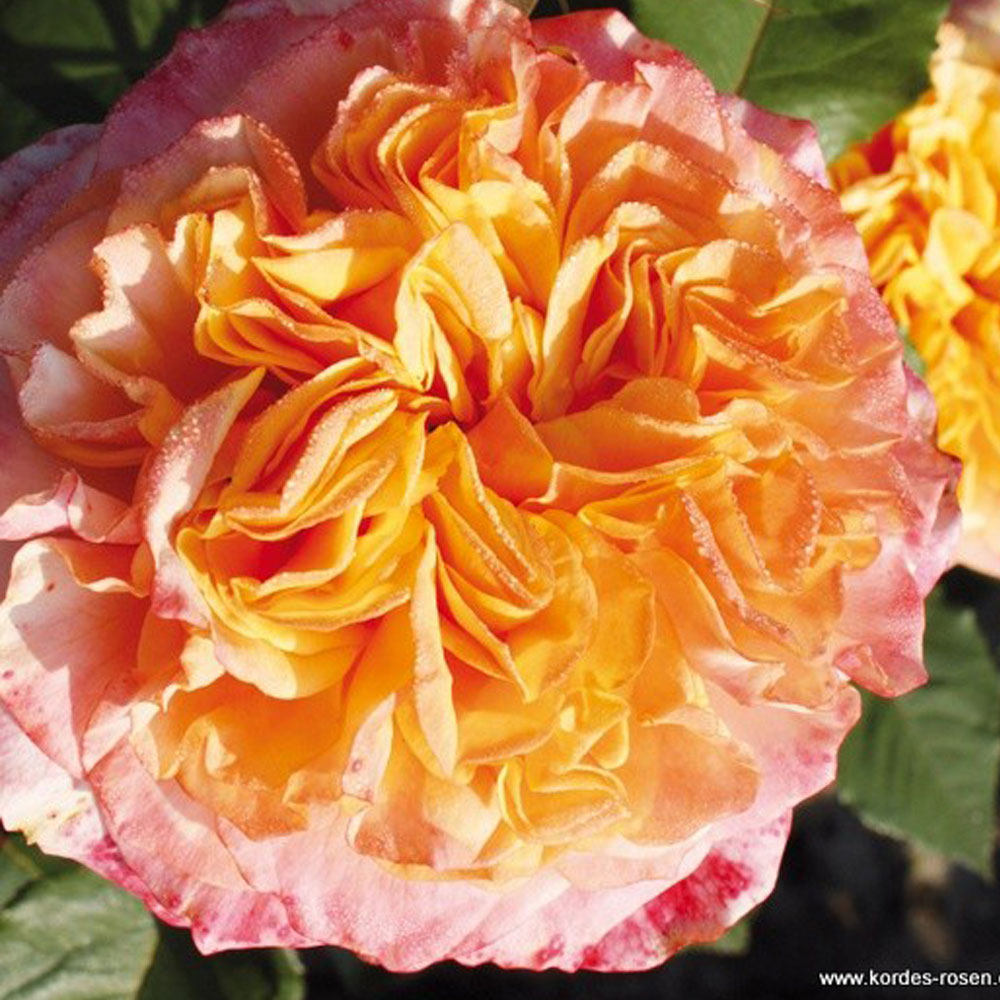 Crazy Love Rose 1.5 Gallon Container - Blessings Grow Meadows