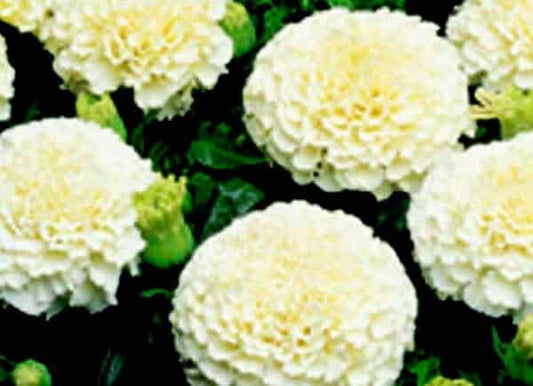 Creamy White Marigold Seeds - Blessings Grow Meadows