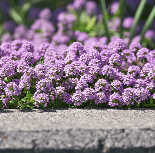 Packet of Southern Seeds creeping thyme with 250 seeds, showing the small seed packet for planting and gardening purposes.