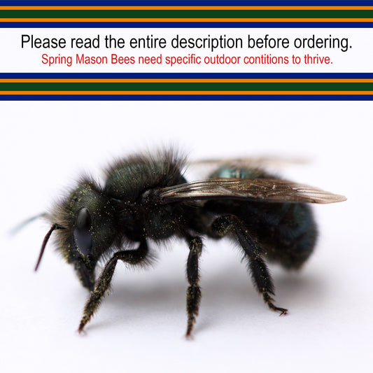 CrownBees bee pollen cocoons for mason bees, OBA certified, 40-count, with packaging visible and a neutral background.