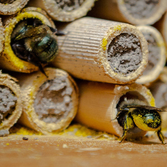 CrownBees Mud Mix for bee habitats, showing a jar of natural mud and soil blend for bee nesting and pollination.
