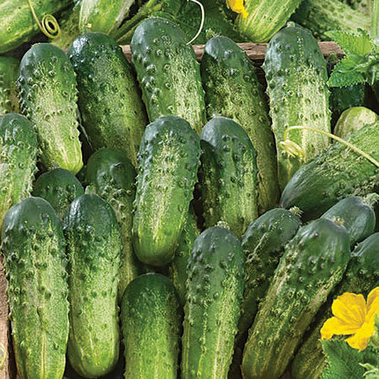 Sumter Cucumber - Blessings Grow Meadows