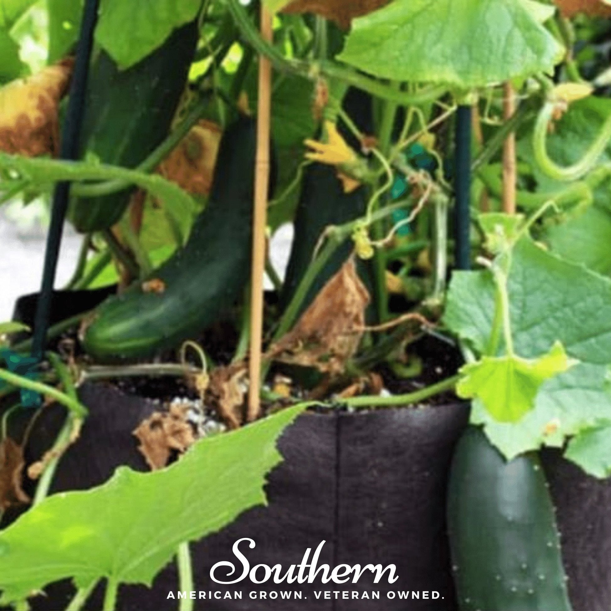 Spacemaster Cucumber by Southern Seeds, fresh cucumber seeds, 30 seeds, ideal for home gardening and vegetable cultivation.