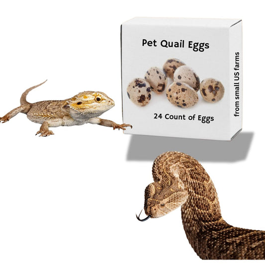 Raw quail eggs for pets, displayed in a small bowl, showcasing fresh, whole eggs suitable for pet feeding from Quailz.com by Undique LLC.