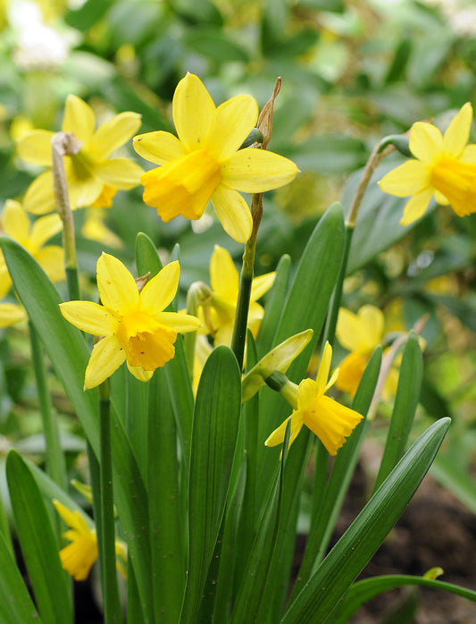 Cluster of Tete a Tete Cyclamineus daffodil bulbs from BloomingBulb, ready for planting in spring.