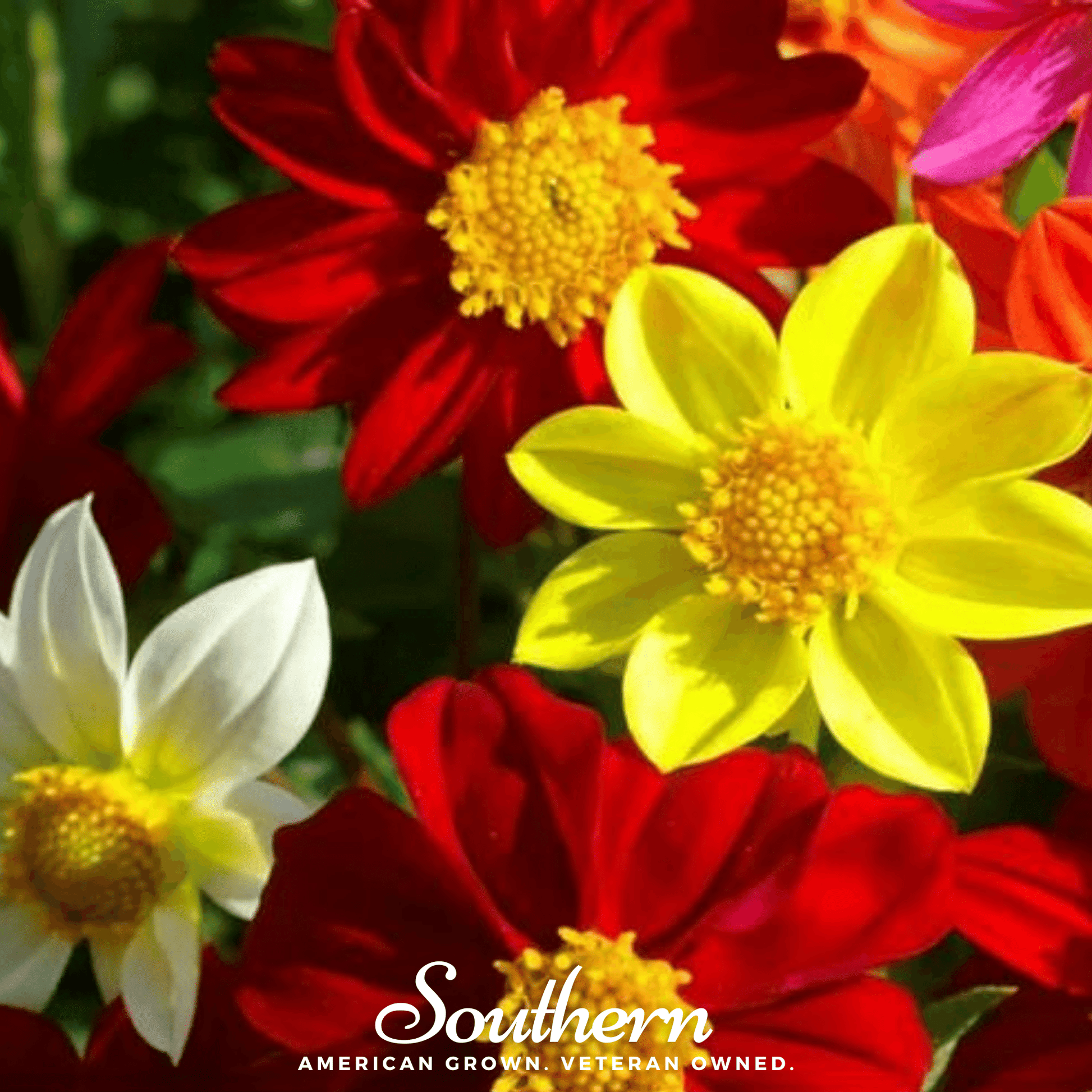 Mignon Dahlia Mix with vibrant, colorful dahlia flowers, showing a variety of blooms from Southern Seeds' 25 seed pack.