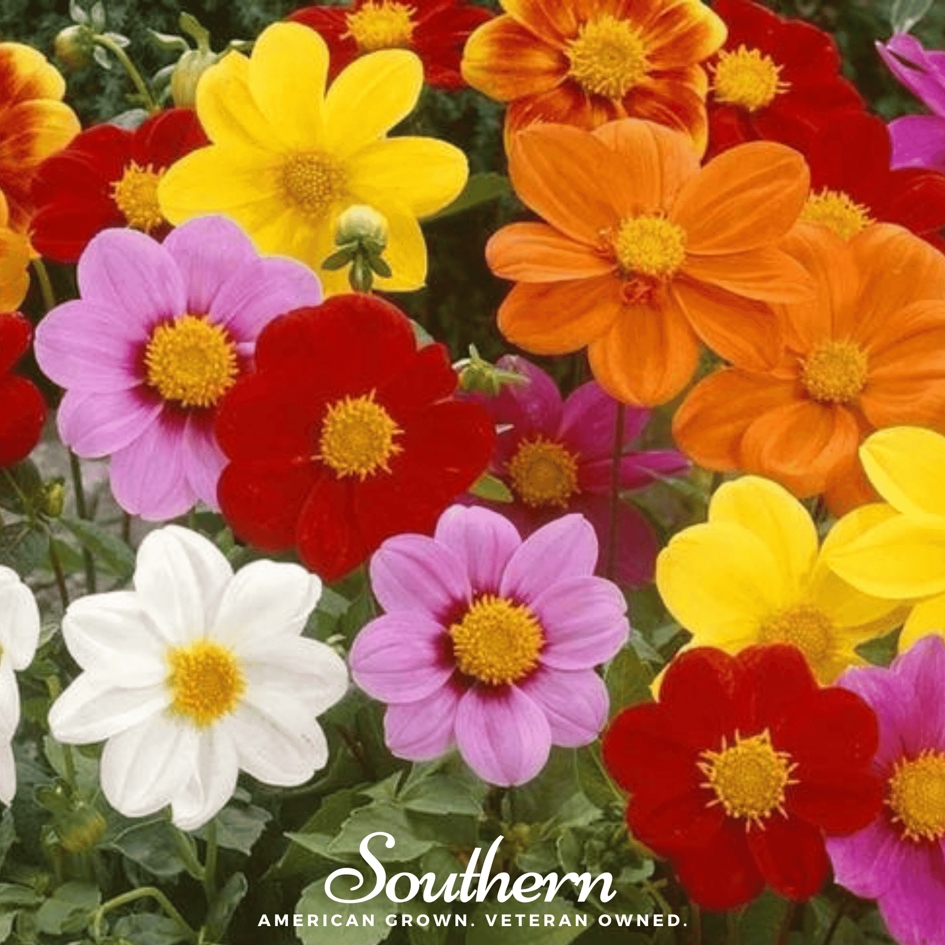 Mignon Dahlia Mix: 25 vibrant flower seeds from Southern Seeds, showing colorful dahlia blooms and green foliage.