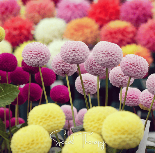 Pompon Dahlia Mix seeds by Southern Seeds, showing vibrant, multi-colored dahlia flower buds and foliage.