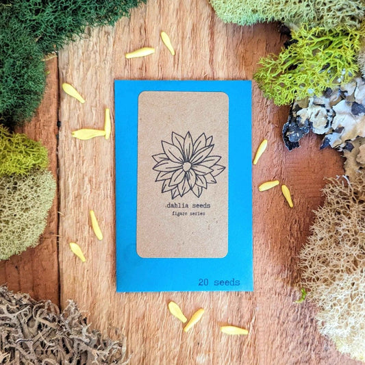 Close-up of vibrant dahlia flower seeds from Plantflix, showcasing colorful seed packets for growing beautiful dahlias.