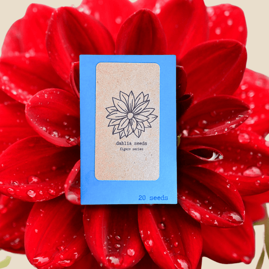 Close-up of Plantflix dahlia flower seeds packet showing colorful dahlia flower seeds for planting.