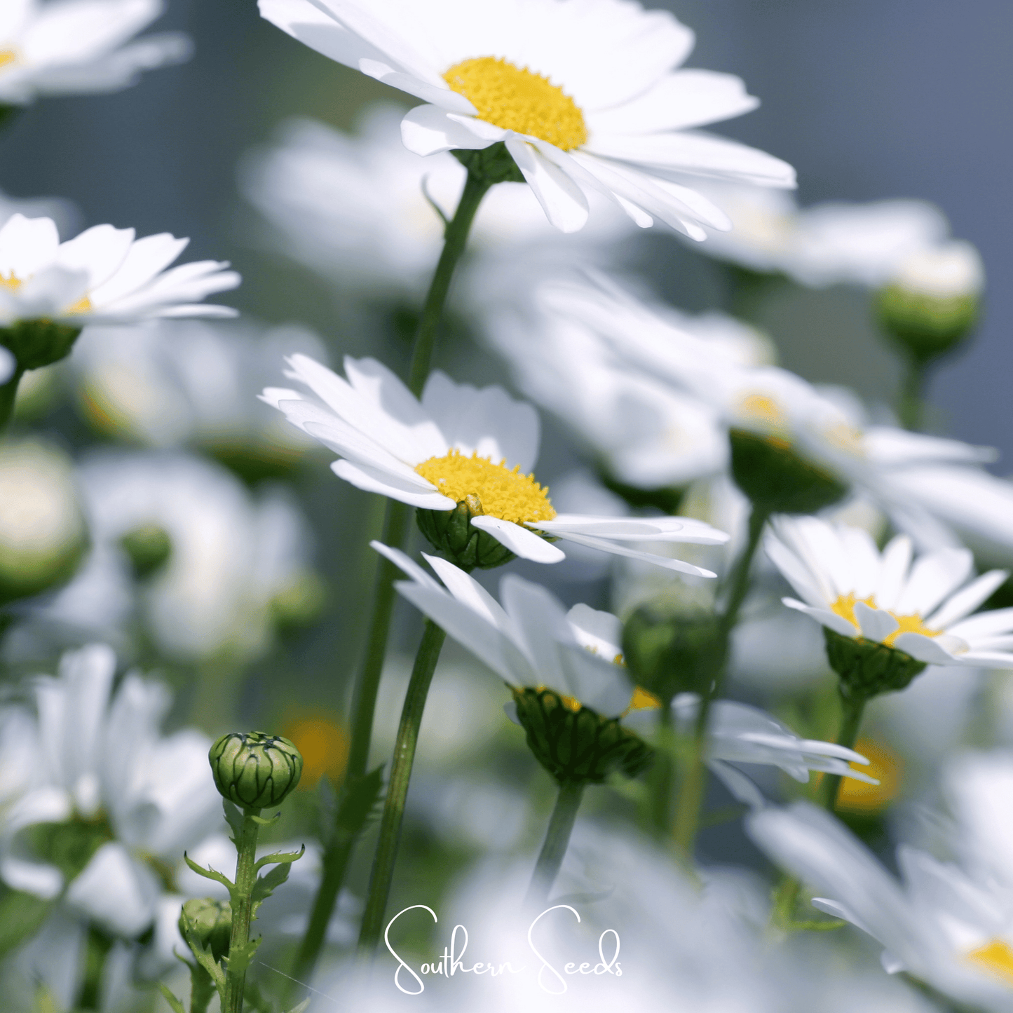 Creeping Daisy seeds from Southern Seeds, showing small green seed packets for planting Creeping Daisy (Chrysanthemum paludosum).