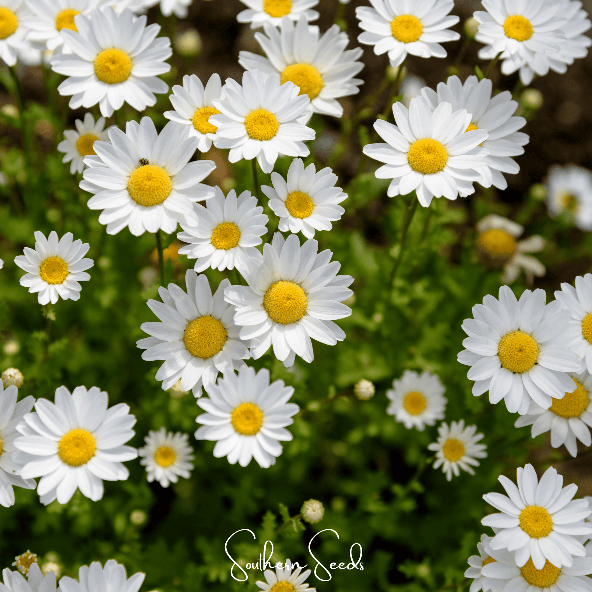 Creeping Daisy seeds from Southern Seeds, showing small green and white flowering plant, ideal for ground cover or hanging baskets.