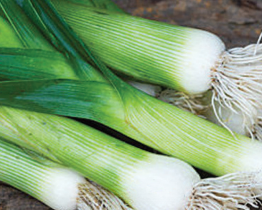 Dawn Giant Leek Seeds - Blessings Grow Meadows