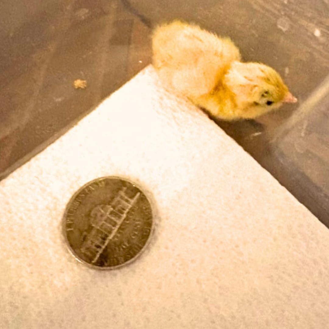 Button quail eggs for hatching, small fertile eggs from Quailz.com by Undique LLC, displayed in a carton on a white background.