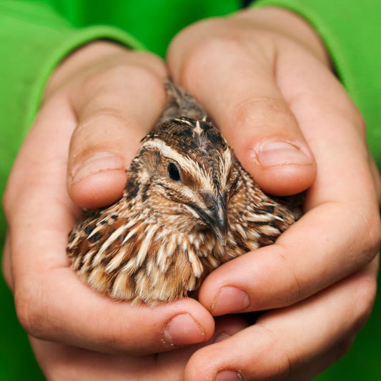 36 Quail Eggs for Hatching - Fertile Coturnix Selection Hens Choice, AI & NPIP Certified, Sustainably Sourced from Family-Run Farms, Farm Fresh Delivery with Minimal Breakage - Quailz.com by Undique LLC ~ Blessings Grow Meadows