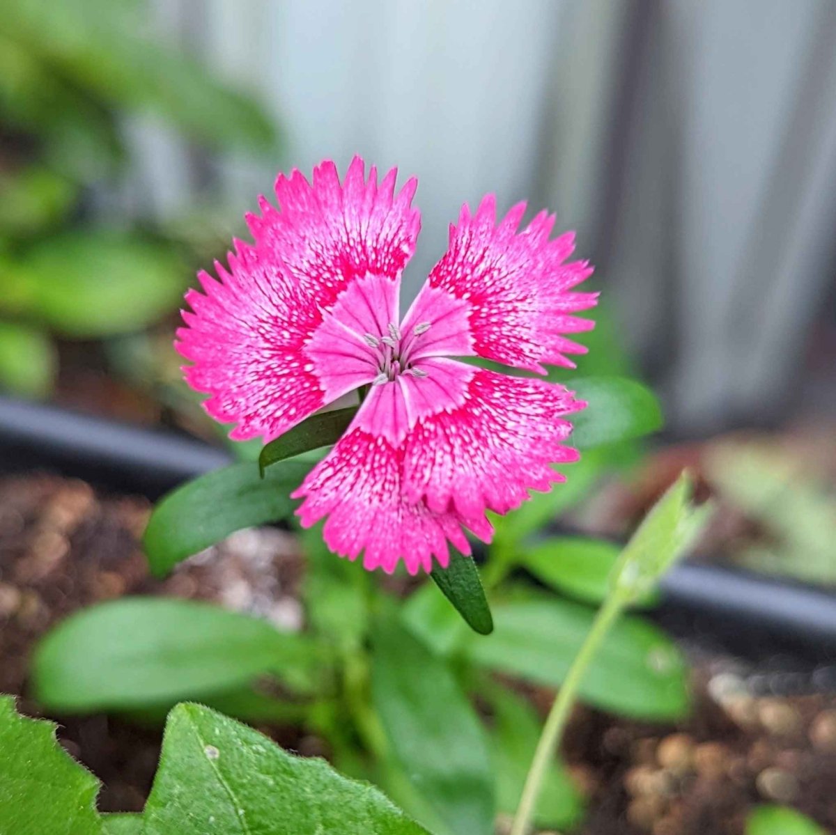 Close-up of Dianthus flower seeds from Plantflix, showcasing small, viable flower seed packets for gardening enthusiasts.