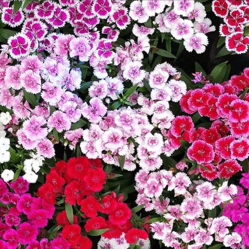 Dianthus Seeds - Mixed Pinks Dianthus - Blessings Grow Meadows
