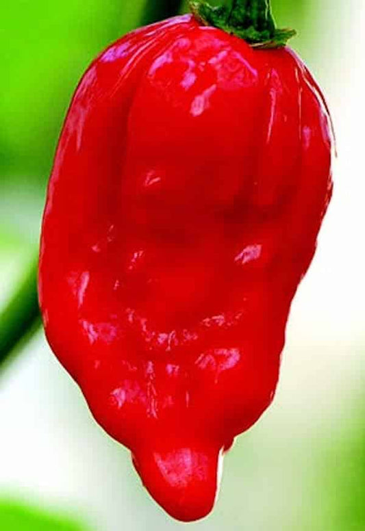 Dorset Naga Super-Hot Pepper Seeds - Blessings Grow Meadows