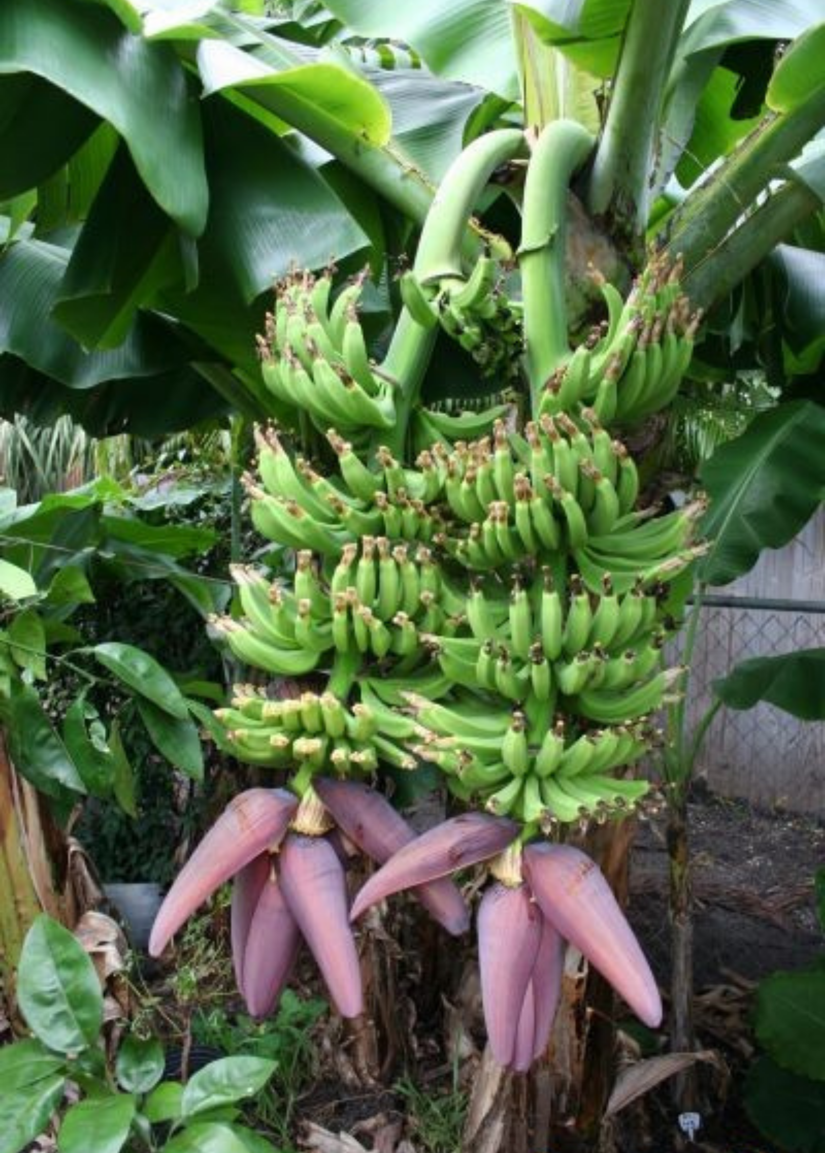 Dwarf 'Double Mahoi' banana tree, tropical fruit plant by Sow Exotic with lush green leaves and developing banana clusters.