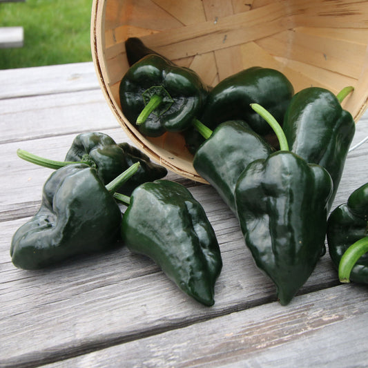 Ancho Grande (Poblano) Pepper - Blessings Grow Meadows