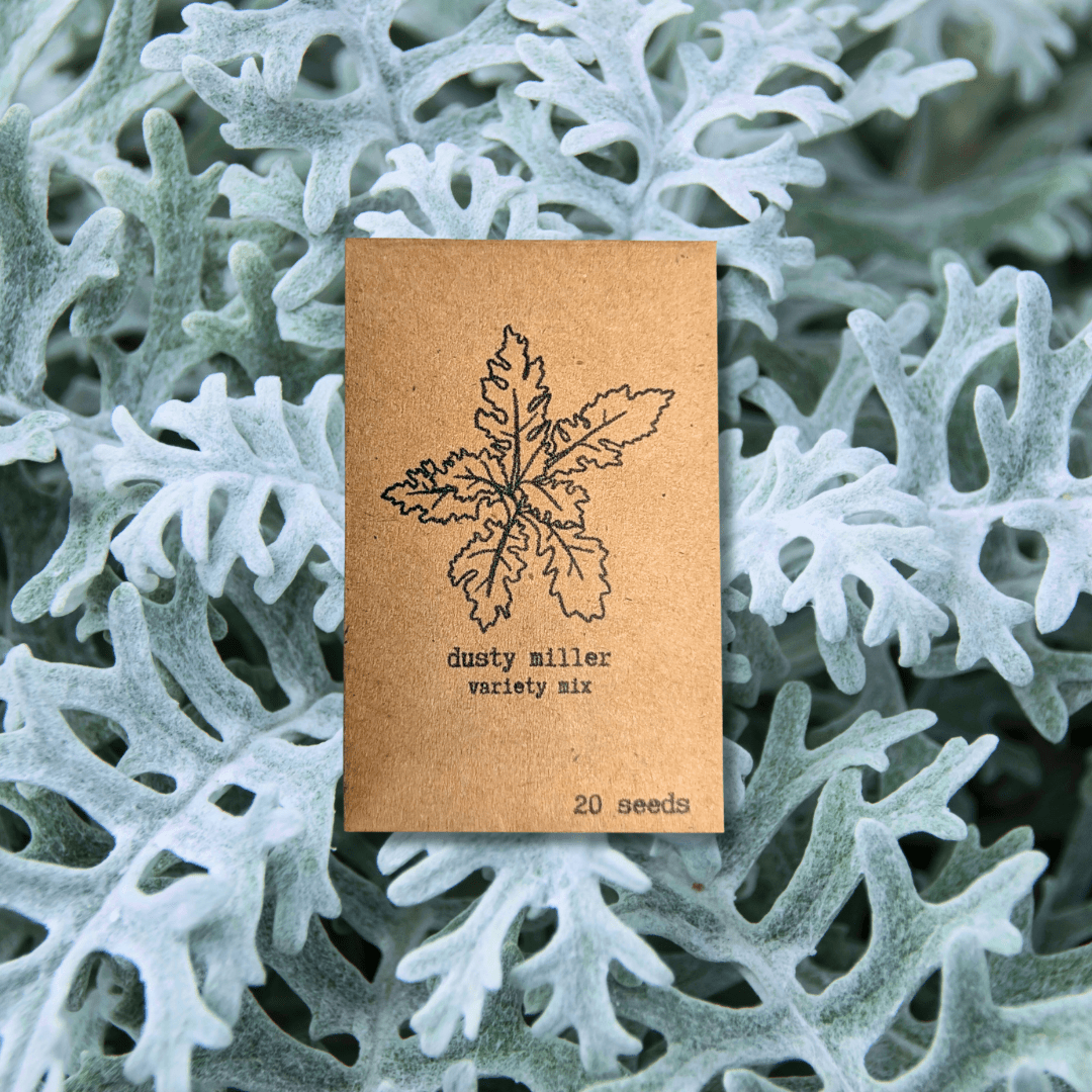 Dusty Miller Mix Seeds for houseplants, showing small seed packets with colorful Dusty Miller plant illustrations by Plantflix.