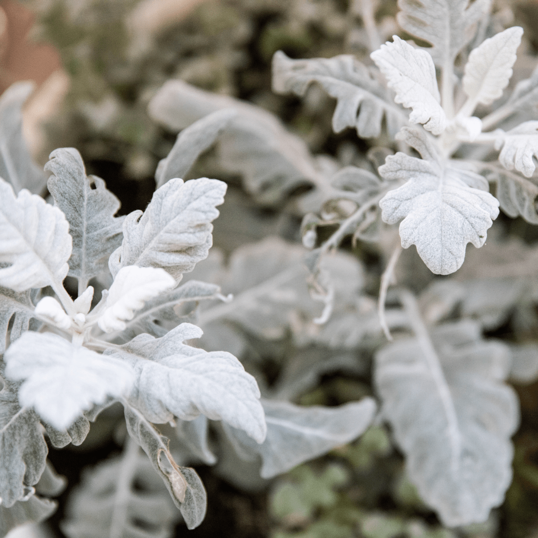 Dusty Miller Mix Seeds by Plantflix, houseplant seeds showing mixed seed packets for gardening and indoor plant cultivation.