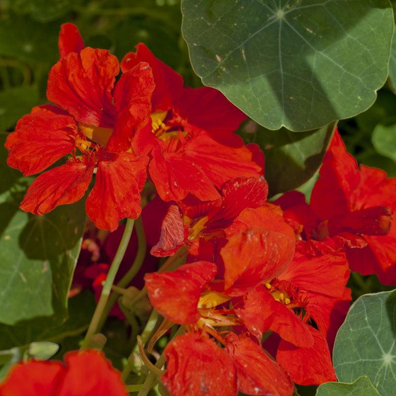 Dwarf Jewel Mix Nasturtium flower seeds from Grow Organic, showcasing vibrant, colorful flower seed packets for garden planting