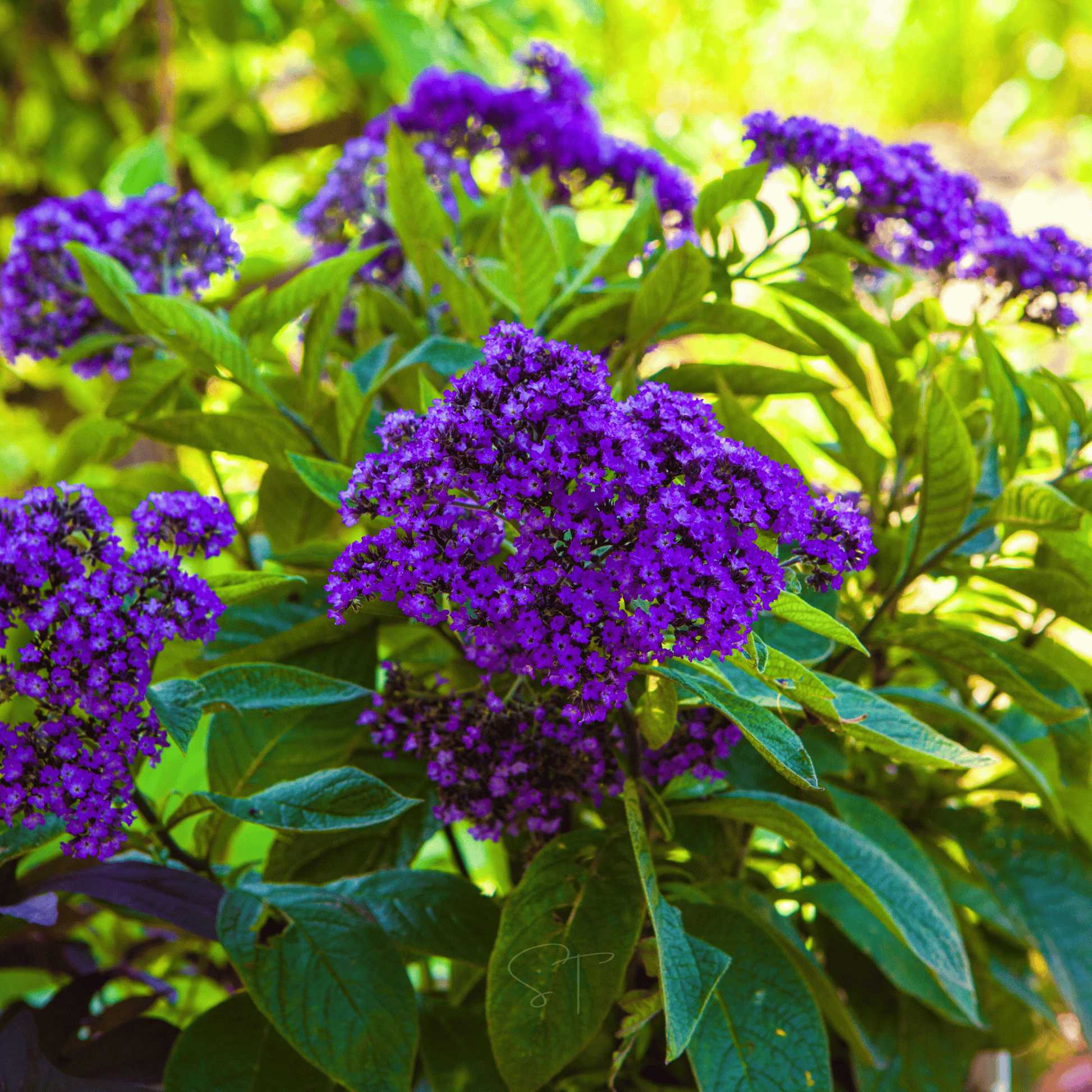 Packet of Dwarf Marine Heliotrope seeds by Southern Seeds showing 50 seeds in a colorful packet.