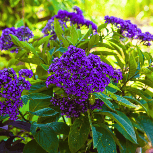Packet of Dwarf Marine Heliotrope seeds by Southern Seeds showing 50 seeds in a colorful packet.