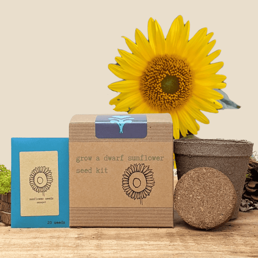 Dwarf Sunflower Beginner Grow Kit by Plantflix with flower seeds and planting supplies for easy home gardening.