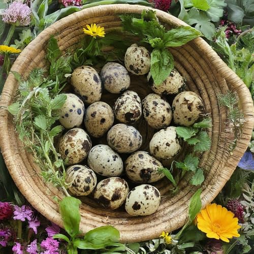 Fertile Coturnix Quail hatching eggs in a carton, sourced from family farms, ideal for incubation and sustainable egg hatching.