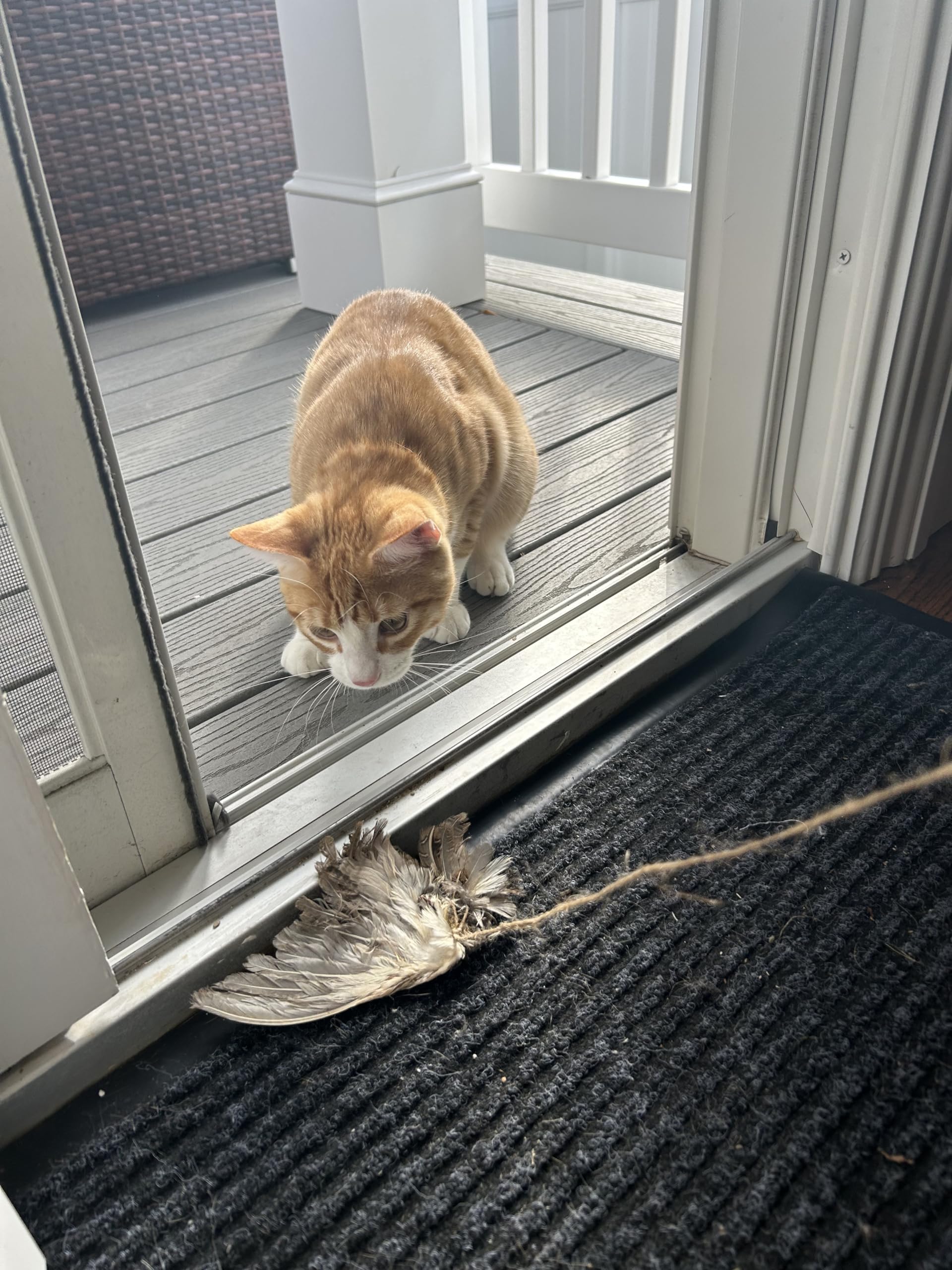 Real quail wing cat toy from Quailz for interactive play, training cats and dogs in hunting and retrieval with bird scent.