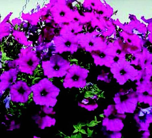 Hybrid Easy Wave Violet Spreading Petunia Seeds - Blessings Grow Meadows